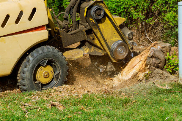 Best Tree Clearing Services  in Robinson, TX